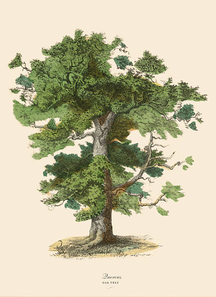 오크 나무 또는 quercus, 빅토이라 식물학 일러스트 - old fashioned antique engraved image engraving stock illustrations