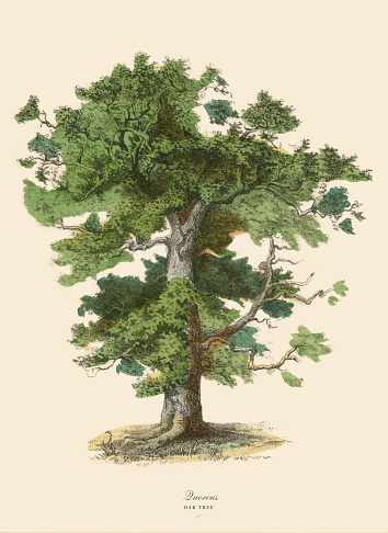 Very Rare, Beautifully Illustrated Antique Engraved Victorian Botanical Illustration of Oak Tree or Quercus: Plate 43, from The Book of Practical Botany in Word and Image (Lehrbuch der praktischen Pflanzenkunde in Wort und Bild), Published in 1886. Copyright has expired on this artwork. Digitally restored.
