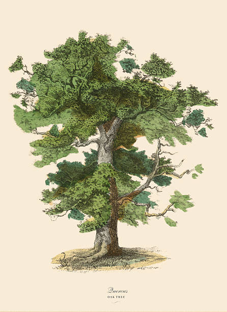 Oak Tree or Quercus, Victorian Botanical Illustration Very Rare, Beautifully Illustrated Antique Engraved Victorian Botanical Illustration of Oak Tree or Quercus: Plate 43, from The Book of Practical Botany in Word and Image (Lehrbuch der praktischen Pflanzenkunde in Wort und Bild), Published in 1886. Copyright has expired on this artwork. Digitally restored. vintage nature stock illustrations