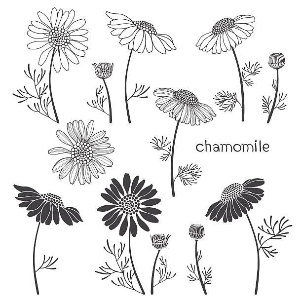 Chamomile, isolated elements for design on a white background. Chamomile. Vector illustration, elements for design. Vector set, hand drawn illustration. chamomile plant stock illustrations