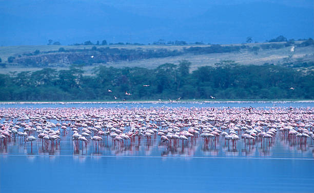 istock Lesser Flamingos (Phoeniconaias minor) on Lake Nakuru, Kenya 516256836