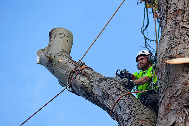 Tree Felling by a Tree Surgeon Sectional Dismantling stock photo