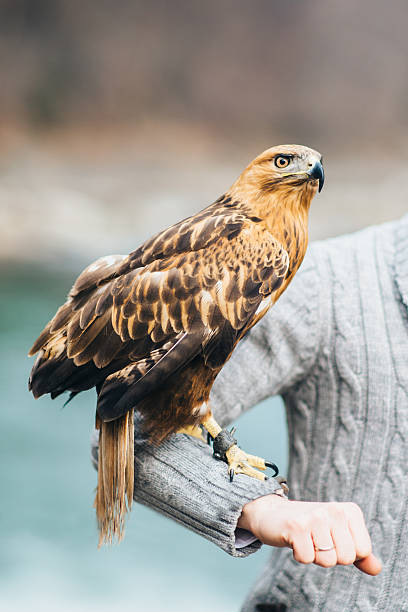 istock the eagle sits on the hand of man 516257352