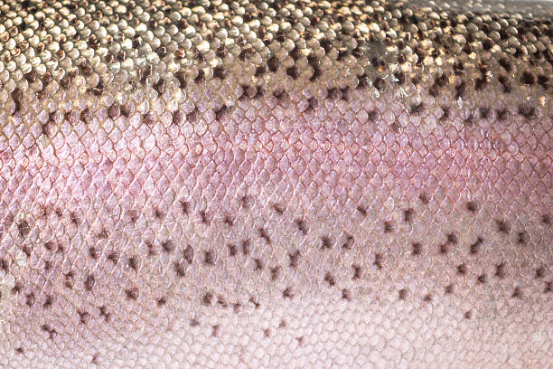 trucha arco iris detalles de la piel - pink salmon fotografías e imágenes de stock