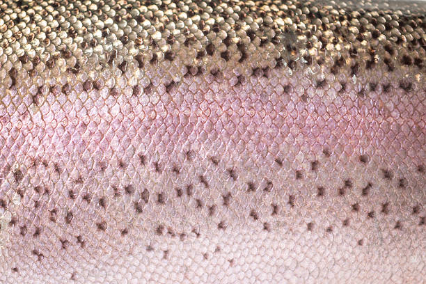 Close up of patterned rainbow trout scales