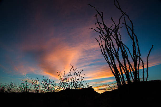 Ocotillo Sunrise Silhouette stock photo