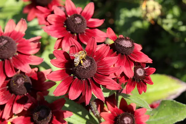 Crimson "Black-Eyed-Susan" flower in Munich, Germany. Its scientific name is "Rudbeckia Hirta Cherry Brandy".