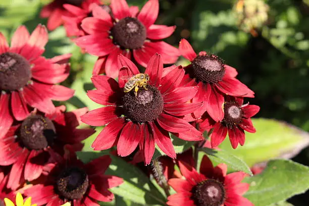 Crimson "Black-Eyed-Susan" flower in Munich, Germany. Its scientific name is "Rudbeckia Hirta Cherry Brandy".