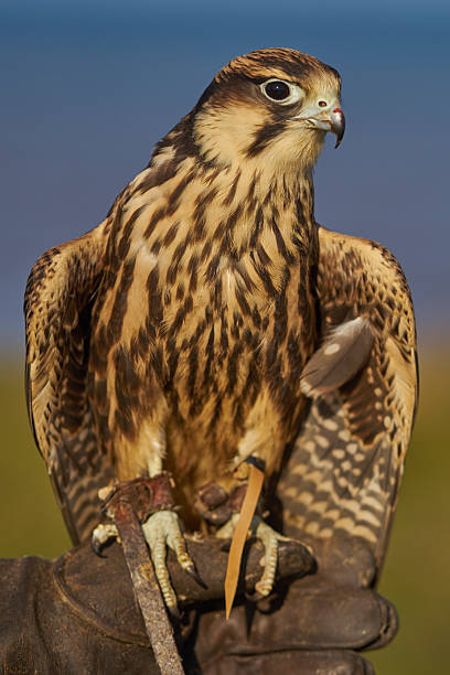 istock South African Lanner Falcon 516259208