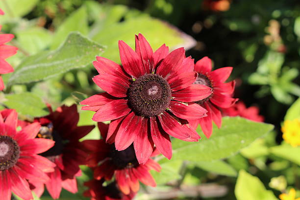 " negro-eyed susan"  flor de cereza aguardiente rudbeckia isla de hirta - autumn leaf single flower flower fotografías e imágenes de stock