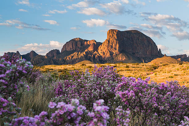 Following rainfall, the desert comes alive with color as sagebrush and ocotillo bloom with the Chisos Mountains in the background.