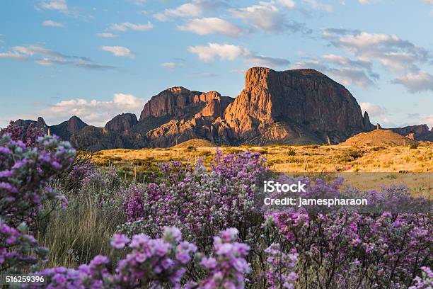 Sagebrush In Bloom At The Chisos Stock Photo - Download Image Now - Texas, Landscape - Scenery, Big Bend National Park