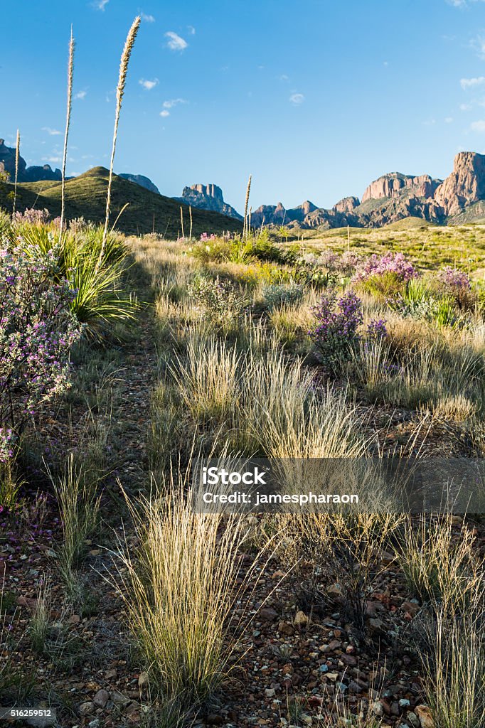 Desert Plants in Bloom at the Chisos A variety of plants grow on the desert floor at the base of the Chisos Mountains at Big Bend National Park. Big Bend National Park Stock Photo