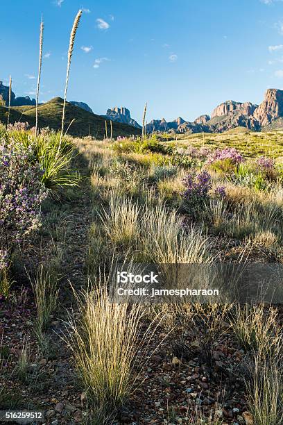 Desert Plants In Bloom At The Chisos Stock Photo - Download Image Now - Big Bend National Park, Chihuahua Desert, Chisos Mountains