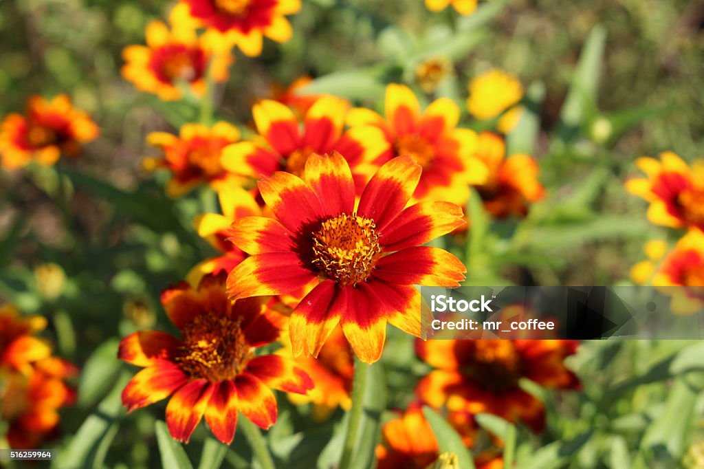 "Mexican Zinnia" flower - Zinnia Haageana Persian Carpet Red, orange and yellow "Mexican Zinnia" flowers in Munich, Germany. Its scientific name is Zinnia Haageana Persian Carpet (syn. Zinnia Mexicana), native to Mexico and South America. American Culture Stock Photo