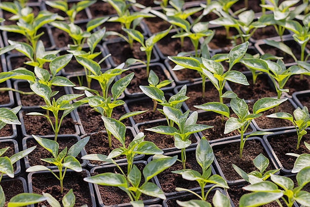 istock Paprika Seedlings Organic gardening 516260048