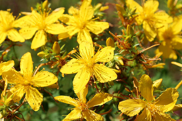 gelbe blumen von st.-john's wort - johanniskraut stock-fotos und bilder