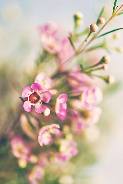 istock Delicate and beautiful fresh waxflowers against pink background 516260632