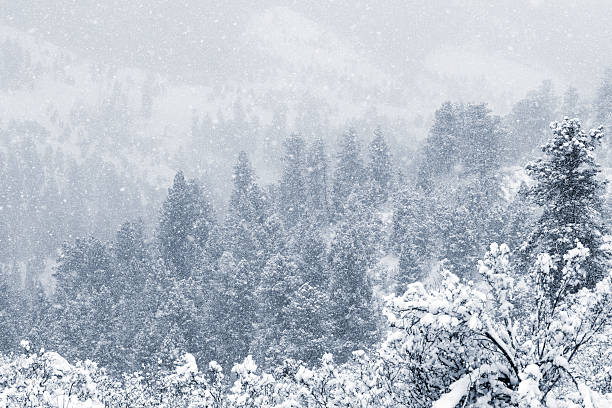 Heavy snow falling in the Pike National Forest of Colorado in the Wintertime