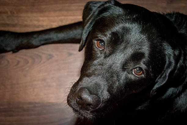 istock Black dog Labrador Retriever lying on the floor 516261210