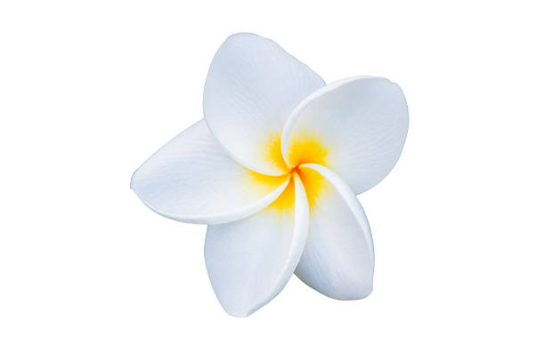 istock Beautiful white plumeria rubra flower. 516262748