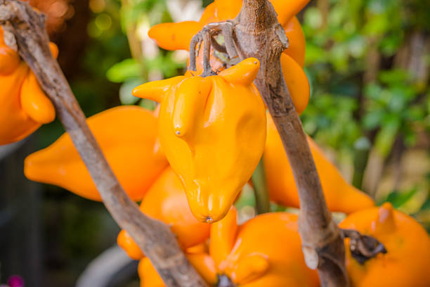 istock Fox face, Fancy eggplant, Nipple fruit. 516262832