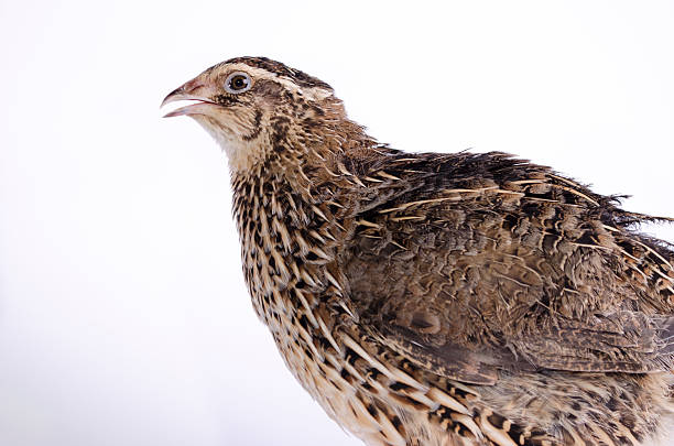 coturnix on a white background fluffy and soft quail on the isolated background coturnix quail stock pictures, royalty-free photos & images