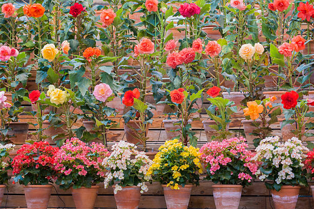 terracotta pots with geraniums, petunias, hydrangeas, begonias and garden with fruit trees and pomegranate.