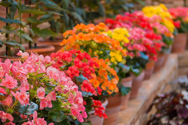 istock Beautiful Begonia Tuberhybrida flower. 516263184