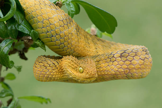 Yellow Male Bush Viper in Striking Position