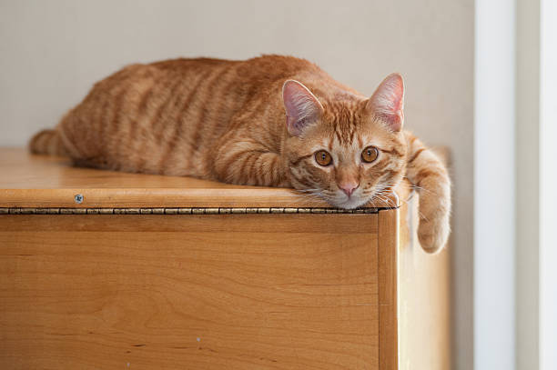 istock Orange cat with body facing right with eyes straight. 516264152