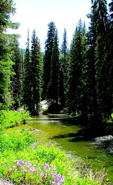 verde, el río fluye, mccall, idaho, ee. uu. occidental - idaho beautiful western usa usa fotografías e imágenes de stock