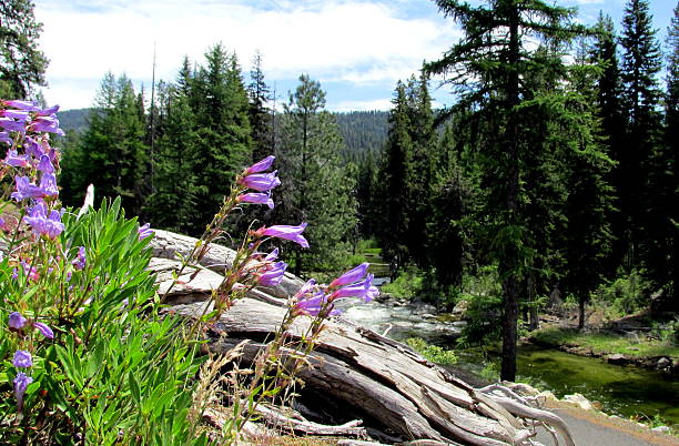 roca beardtongue encima de corriente, idaho, ee. uu. occidental - idaho beautiful western usa usa fotografías e imágenes de stock