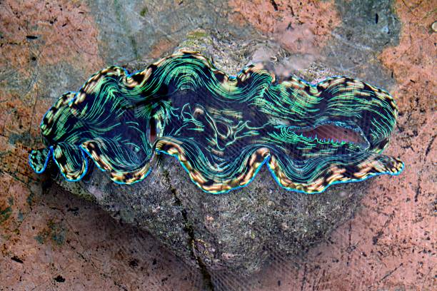 Tridacna, Giant Clams Sanctuary - Camiguin Philippines
