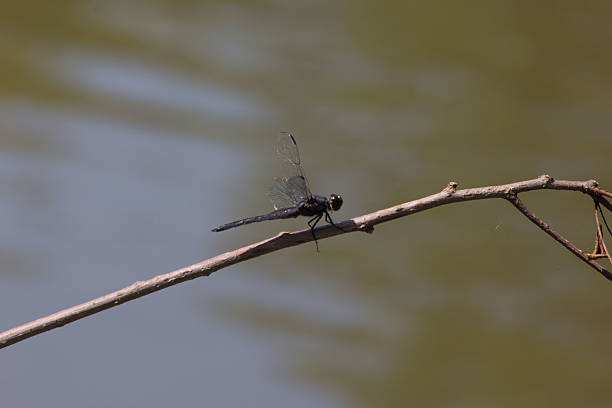 istock Dragon fly near water 516279795