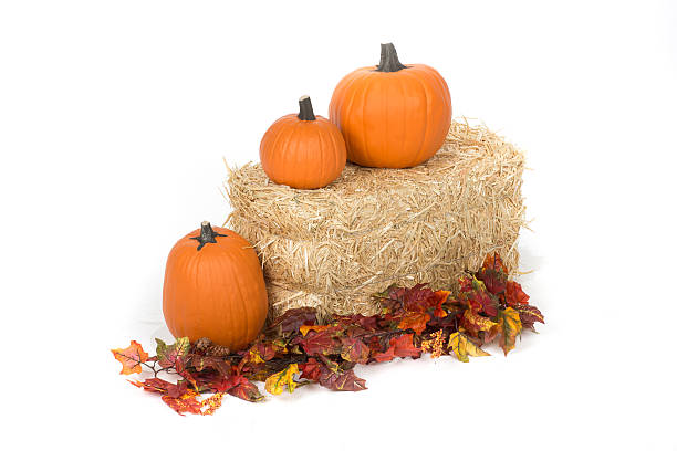 istock Studio isolated fall pumpkins on hay bale with oak leaves 516280047