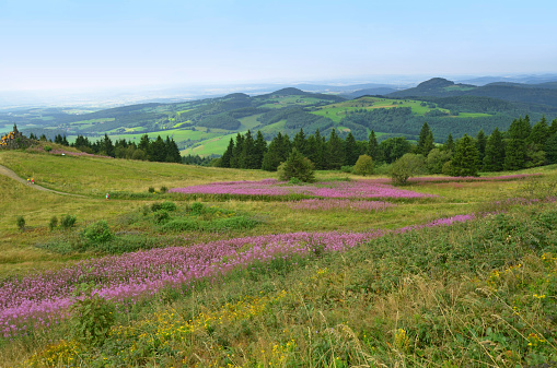 Narrow-leaved willow herb in the Hessian Rhön