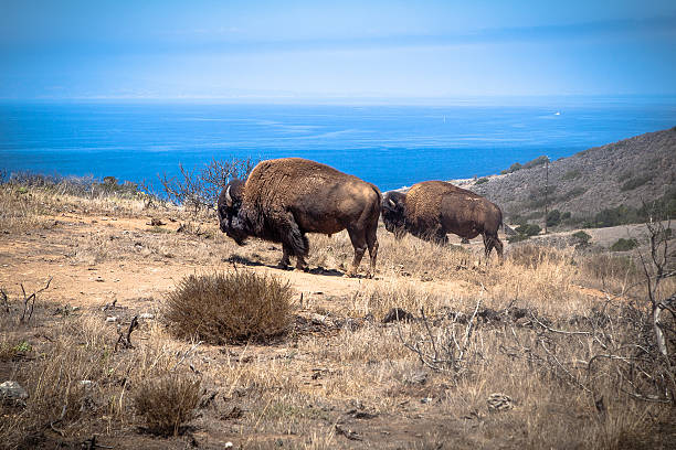 американский буффало на остров каталина, калифорния - catalina island стоковые фото и изображения