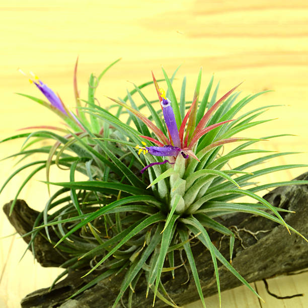 istock Tillandsia on pine wood background. 516280444