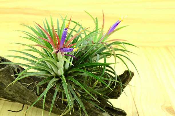 istock Tillandsia on pine wood background. 516280484