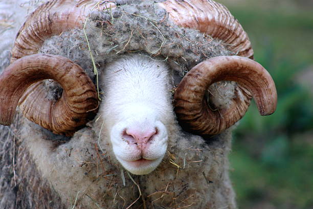 istock Close Up of a Dorset Ram 516280629
