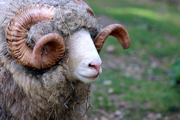 istock Close Up of a Dorset Ram 516280631