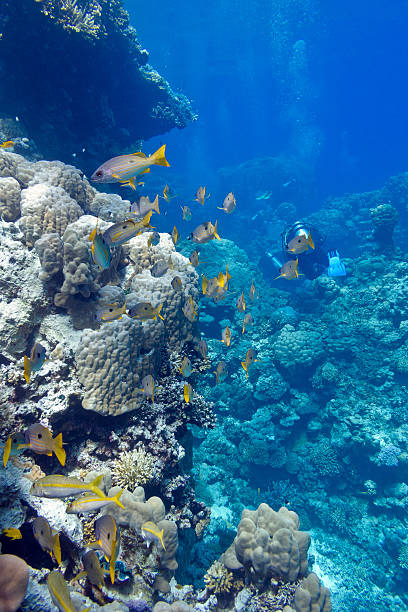 istock coral reef with  goatfishes in tropical sea 516280635