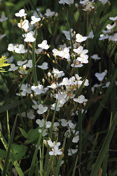 ニュージーランドアイリス（libertia ixioides ) - new zealand flax ストックフォトと画像