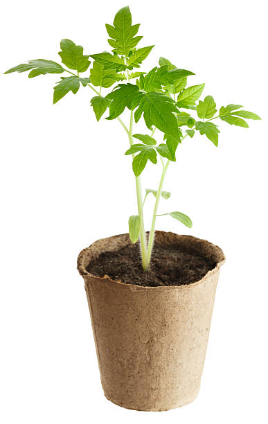 istock plant grows from a fertile soil is isolated on white 516281387