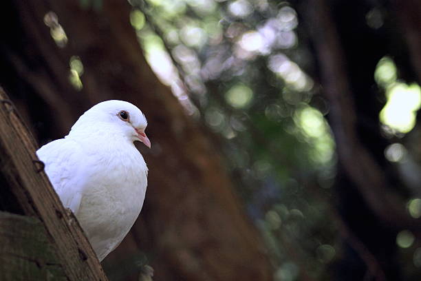 istock close up of a white dove 516281835