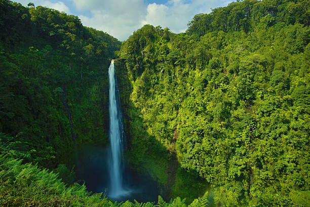 akaka falls - hilo foto e immagini stock