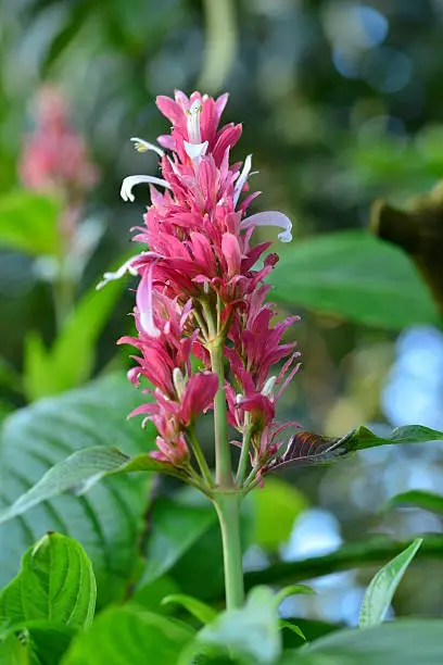 Native to rainforests of Venezuela and Central America, Brazilian red cloak is a tropical, semi-woody, evergreen shrub. Erect flowering spikes feature showy red bracts surrounding the somewhat hidden true white flowers. Flowers bloom autumn to mid- winter with some additional bloom throughout the year.