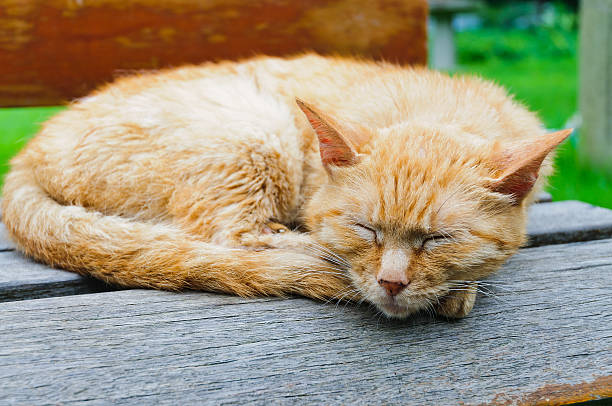 istock chair a sleep lazy cat 516282225