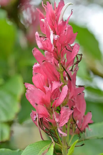 Native to rainforests of Venezuela and Central America, Brazilian red cloak is a tropical, semi-woody, evergreen shrub. Erect flowering spikes feature showy red bracts surrounding the somewhat hidden true white flowers. Flowers bloom autumn to mid- winter with some additional bloom throughout the year.